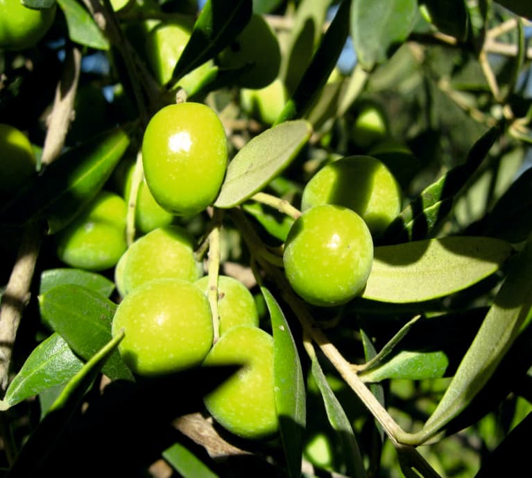 Arbosana Zeytin
