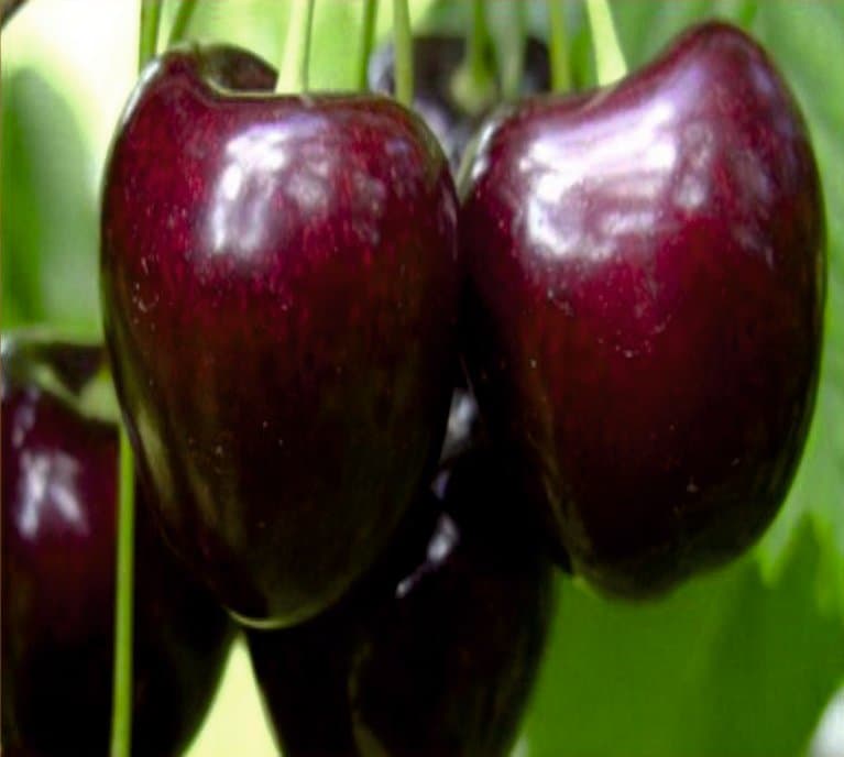 Attika (Cordia) Kiraz