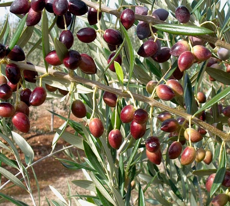 Koroneiki (Girit) Zeytin