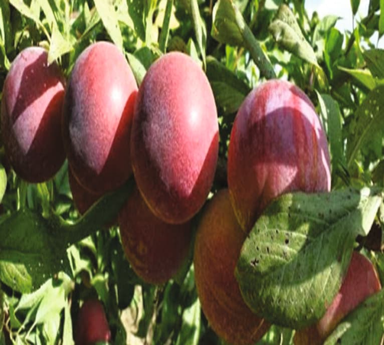 Prunum® Algüz Erik