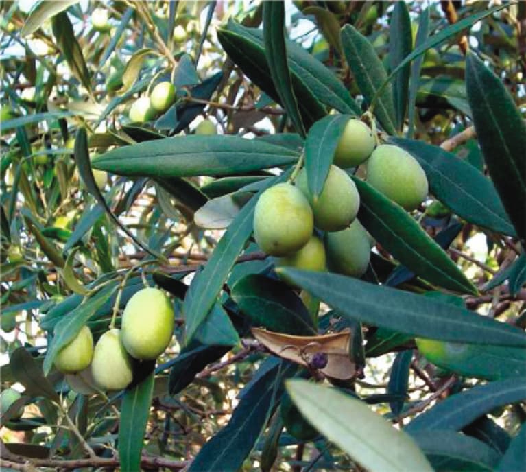 Saurani Zeytin
